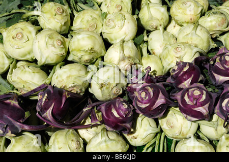 Kohlrabi, German Turnip (Brassica oleracea var. gongylodes) Stock Photo