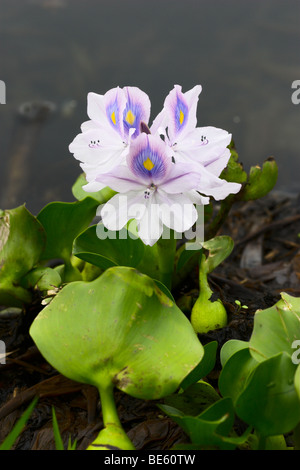 The aquatic hyacinth (Eichhornia crassipes) Stock Photo