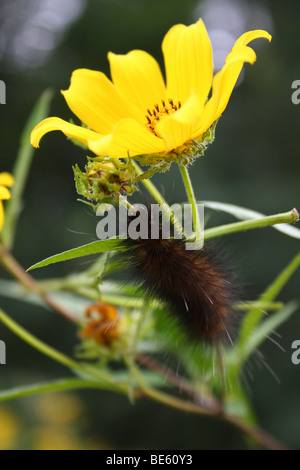 Coreopsis Beggarticks { Bidens polylepis} with Yellow Bear caterpillar { Spilosoma virginica};becomes the Virginian Tiger Moth. Stock Photo