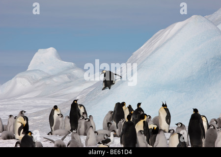 Group of baby and adult Emperor Penguins in Antarctica watch a Funny  adult sliding down a big blue iceberg Stock Photo