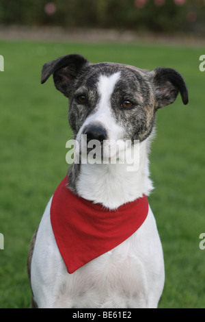 jack russell whippet cross