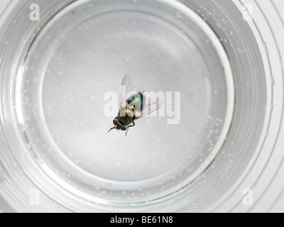 Dead green-bottle fly (Lucilia caesar). This fly spreads the infection ...