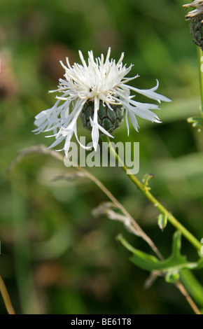 White Variation of Greater Knapweed, Centaurea scabiosa, Asteraceae (Compositae). UK Stock Photo