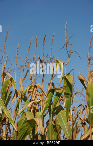 Corn field. Climate Change and Global Warming. Drought on corn field ...