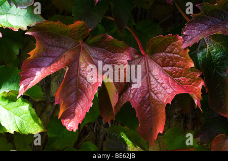 Leaves of Virginia Creeper turning red in the Autumn ( Fall ) Stock Photo