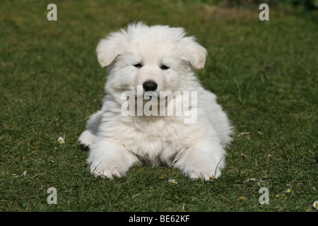 White Swiss Shepherd puppy, 7 weeks old, lying on a meadow Stock Photo