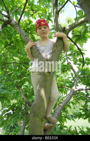 Girl, 5 years old, wearing a pirate bandana, climbing in the top of a tree Stock Photo