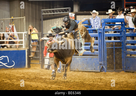 Rodeo Cowboy bull riding at the Mesquite Championship Rodeo,  Mesquite, Texas, USA Stock Photo