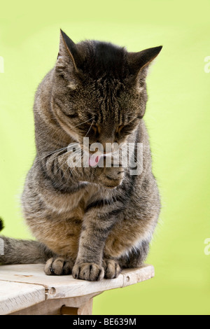 Male cat licking its paw Stock Photo