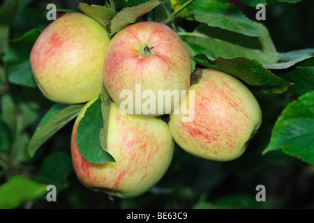 Four light green English eating apples, with a red blush, growing on a tree, ripe for picking Stock Photo