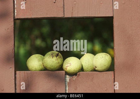 Eastern Black walnut fruits(Juglans nigra) on a fence,. Brownish-black dye was extracted by early settlers to dye hair. Stock Photo