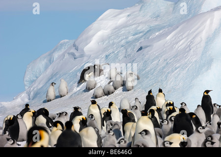 Funny group of baby Emperor Penguin chicks in Antarctica learn climbing on a big blue iceberg while one surfs down the berg Stock Photo