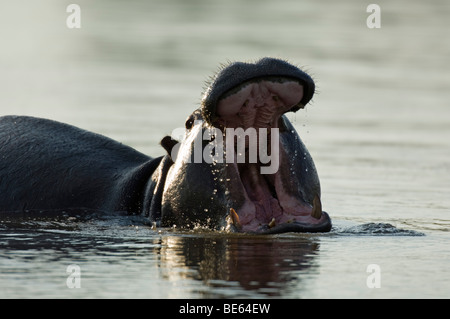 Hippopotamus yawning (Hippopotamus amphibius), Okavango Delta, Botswana Stock Photo