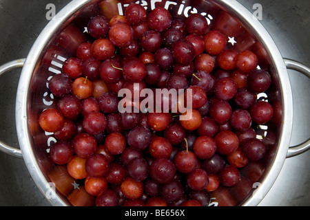 A  steel bowl of wild cherry plums,washed, water droplets on fruit. Stock Photo