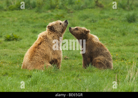 European Brown Bear (Ursus arctos). Sow with cub sitting on a meadow. Stock Photo