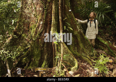 Tourist next to a giant rainforest tree in the Bako National Park near Kuching, Sarawak, Borneo, Malaysia, Southeast Asia Stock Photo