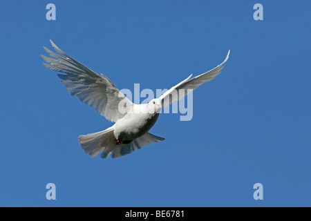 Domestic Pigeon (Columba livia domestica). White dove in flight. Stock Photo