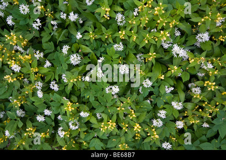 Yellow Archangel (Lamium galeobdolon) and Ramsons (Allium ursinum) Stock Photo