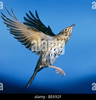 Song Thrush (Turdus philomelos), adult in flight Stock Photo
