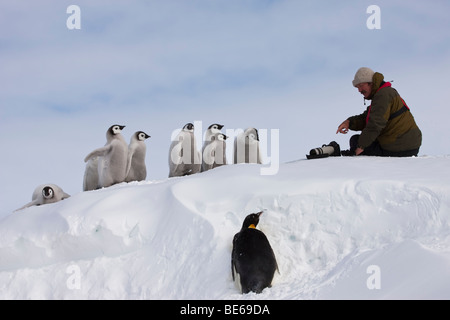 group of curious Antarctic Emperor Penguin chicks gather on snowy hill watching male photographer work with camera on Snow Hill Island in Antarctica Stock Photo