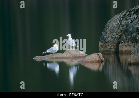 two Common Gulls on rock in the water / Larus canus Stock Photo