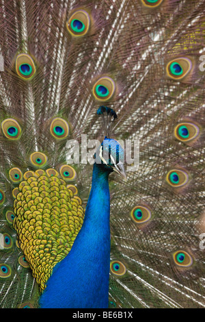 Common Peafowl, Indian Peacock (Pavo cristatus), male displaying. Stock Photo