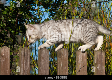 Domestic cat, 14 weeks, balancing on a fence Stock Photo