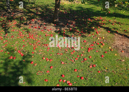 Windfall apples in a Somerset orchard, England, UK Stock Photo