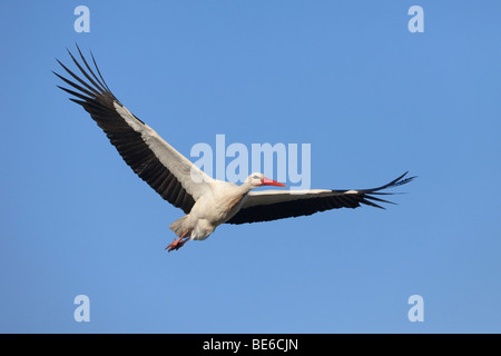 European White Stork (Ciconia ciconia), adult in flight. Stock Photo