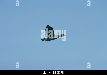 brent goose - flying / Branta bernicla Stock Photo