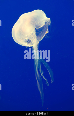 Moon jelly or moon jellyfish (Aurelia aurita), Oceanarium Underwater World, Sentosa, Singapore, Southeast Asia Stock Photo