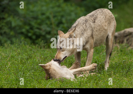 European Grey Wolf (Canis lupus). Puppy begging for food. Stock Photo