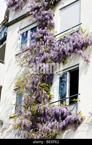 Chinese Wisteria (Wisteria sinensins) twining a house Stock Photo