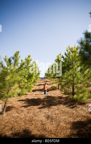 boy surrounded by pine trees Stock Photo