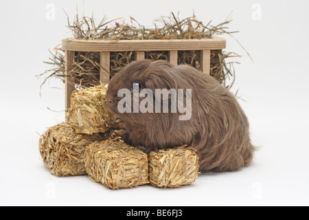 Sheltie guinea pig standing in front of a wooden hay rack, front paws on miniature bales of straw Stock Photo