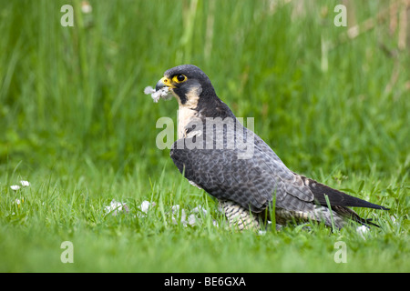 Peregrine Falcon (Falco peregrinus) plucking a dove Stock Photo