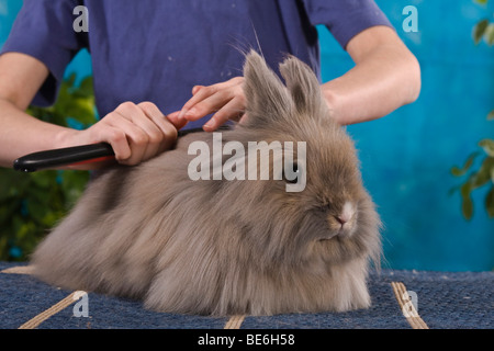 Girl combing the fur of an Angora rabbit Stock Photo