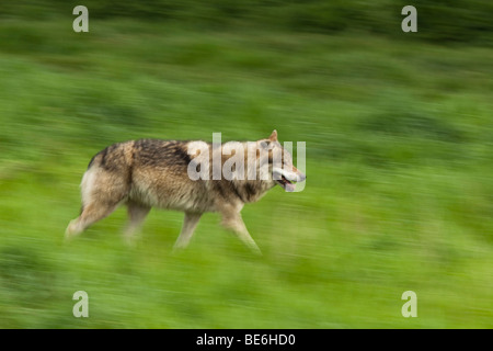 European Grey Wolf - Canis lupus lupus Stock Photo - Alamy