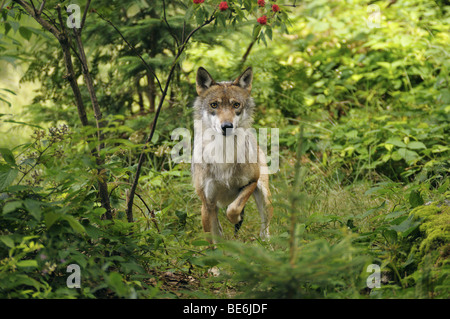 grey wolf in forest / Canis lupus Stock Photo