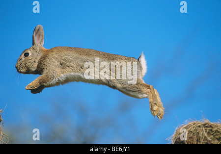 European Rabbit (Oryctolagus cuniculus). Adult jumping Stock Photo
