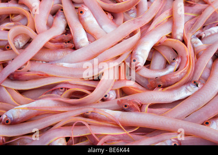 Freshly caught fish, Peniscola, Costa Azahar, Spain, Europe Stock Photo