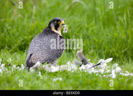 Peregrine Falcon (Falco peregrinus) plucking dove Stock Photo