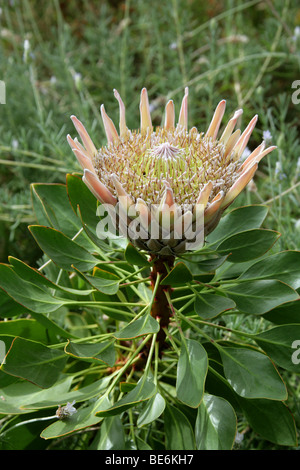 King Protea aka Giant Protea, Honeypot or King Sugar Bush, Protea cynaroides, Proteaceae, South Africa, Cape Province Stock Photo