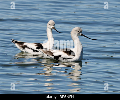 A pair of  American Avocet birds  - Recurvirostra americana, seen here on the water Stock Photo