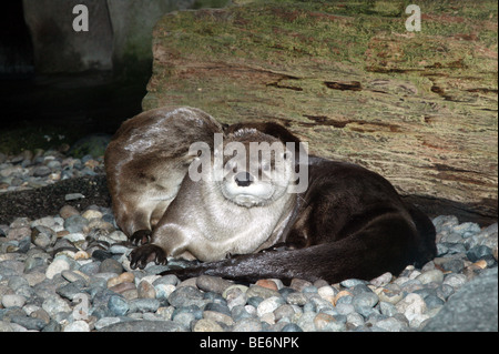 Sea Otters at the Seattle Aquarium Stock Photo