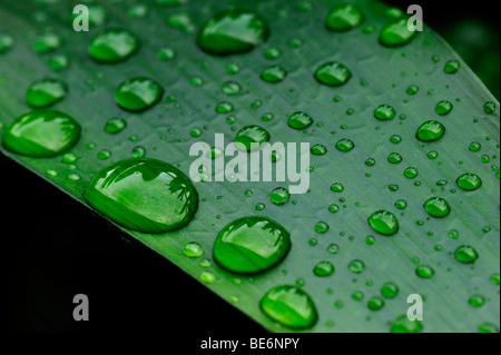 Leaf of a Kaffir Lily or Bush Lily (Clivia miniata) with water drops Stock Photo