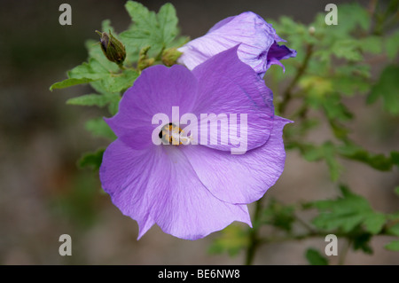 Australian Hibiscus, Blue Hibiscus, Blue-Flowered Australian Hibiscus, Alyogyne huegelii, Malvaceae, Australia, Mexico, USA Stock Photo