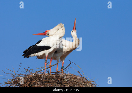 European White Stork (Ciconia ciconia), pair standing on nest while bill-clattering. Stock Photo
