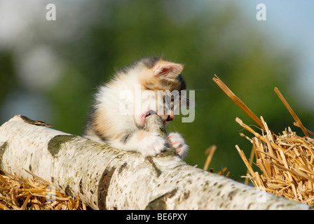 Domestic cat, kitten sitting on a birch log Stock Photo