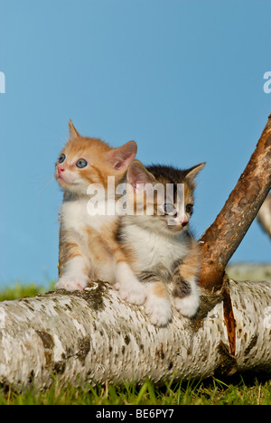 Two domestic cats, kittens climbing on a birch log